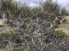 Allocasuarina mackliniana