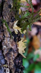 Calocera furcata