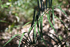 Macrozamia lucida