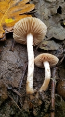 Hebeloma sacchariolens