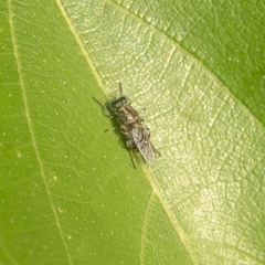 Adoxomyia heminopla