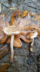 Hebeloma sacchariolens