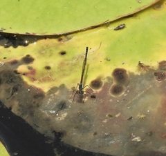 Austrocnemis maccullochi