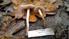 Hebeloma sacchariolens