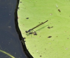 Austrocnemis maccullochi