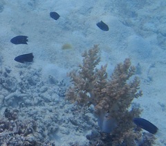 Pomacentrus imitator