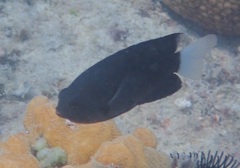 Pomacentrus imitator