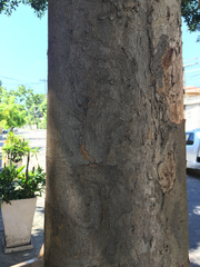 Pterocarpus violaceus