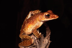 Polypedates colletti