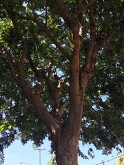 Pterocarpus violaceus