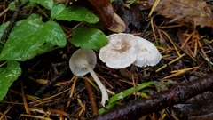 Spodocybe trulliformis