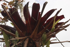 Tillandsia complanata