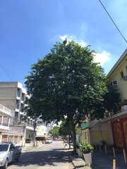 Pterocarpus violaceus