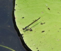 Austrocnemis maccullochi