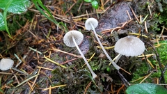 Mycena abramsii