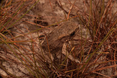 Phrynoidis juxtasper