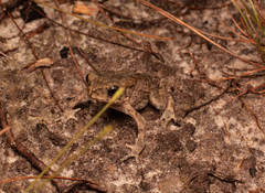 Phrynoidis juxtasper