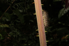 Caligo brasiliensis