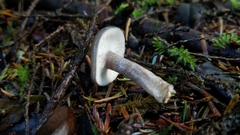 Lactarius pseudomucidus
