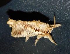 Teragra althodes
