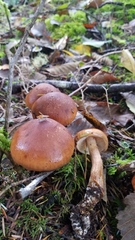 Tricholoma pessundatum