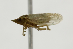 Xerophloea peltata