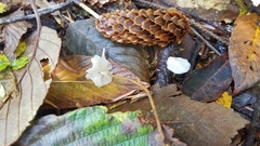 Strobilurus occidentalis