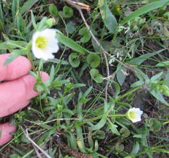 Mononeuria nuttallii