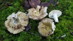 Russula occidentalis