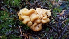 Hydnotrya variiformis