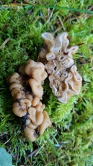 Hydnotrya variiformis