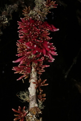 Odontonema cuspidatum
