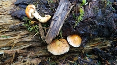 Pyrrhulomyces astragalinus