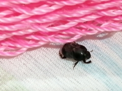 Onthophagus taurus