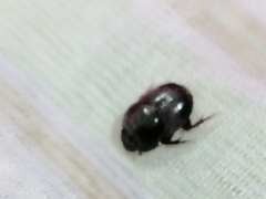 Onthophagus taurus