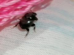 Onthophagus taurus