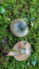 Lactarius aurantiosordidus