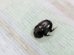 Onthophagus taurus