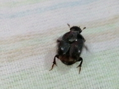 Onthophagus taurus