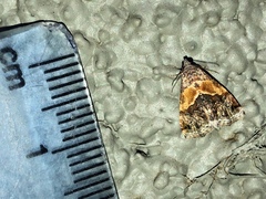 Tripudia balteata