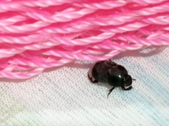 Onthophagus taurus