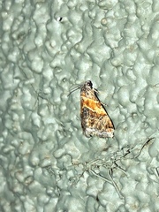Tripudia balteata