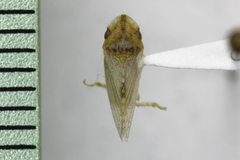 Xerophloea peltata