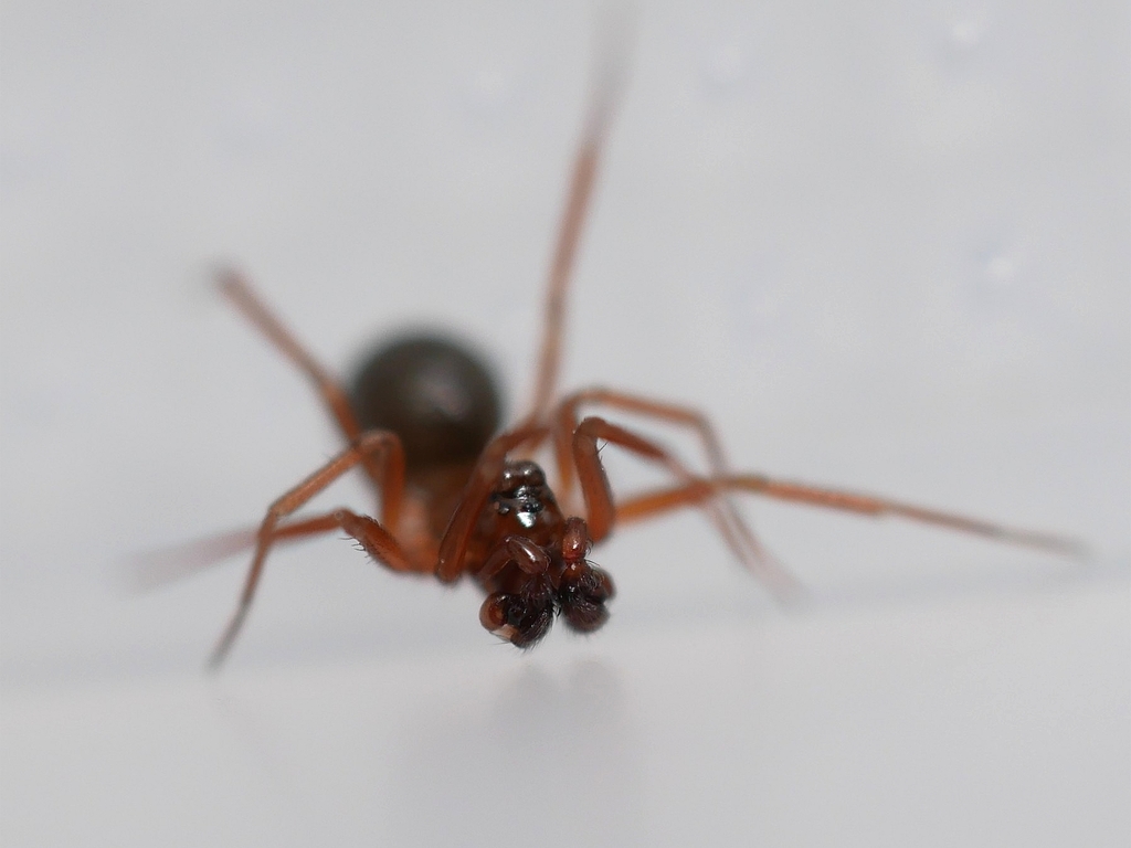 Scotinotylus formicarius