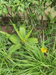 Bulbine latifolia latifolia