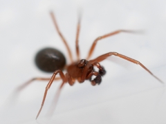 Scotinotylus formicarius