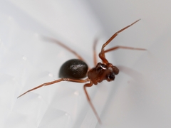 Scotinotylus formicarius