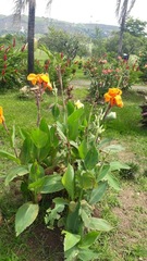 Canna flaccida