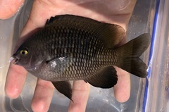 Plectroglyphidodon marginatus