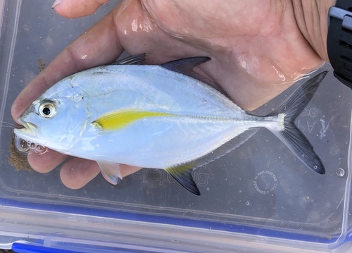 Bluefin Trevally